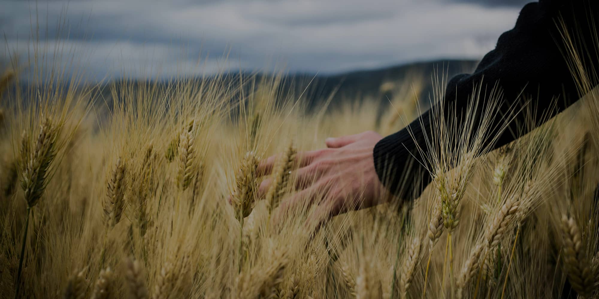 Main d’un professionnel effleurant un champ de blé mûr, symbolisant la croissance d’une entreprise, son développement progressif et la sécurisation de ses projets dans la durée.